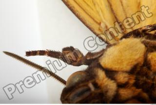 Death-head Hawkmoth - Acherontia atropos 0041